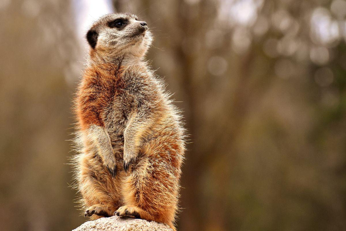 xr:d:DAFmQxqvh2Q:15,j:4263052597562140415,t:23070508